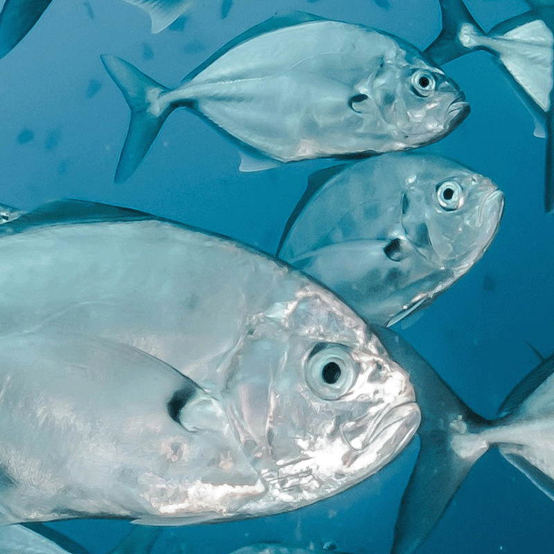 <tc>OMEGA-3 TG 600 mg Fish Oil</tc>